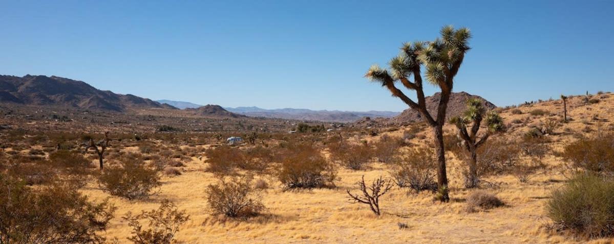 Shelter 1- A Classic- At Joshua Tree Park Entrance Екстериор снимка